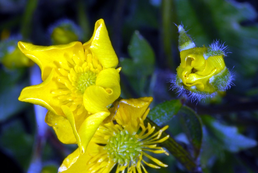 Alcuni scatti con Nikon D200, SB 800 e i due SB-R200